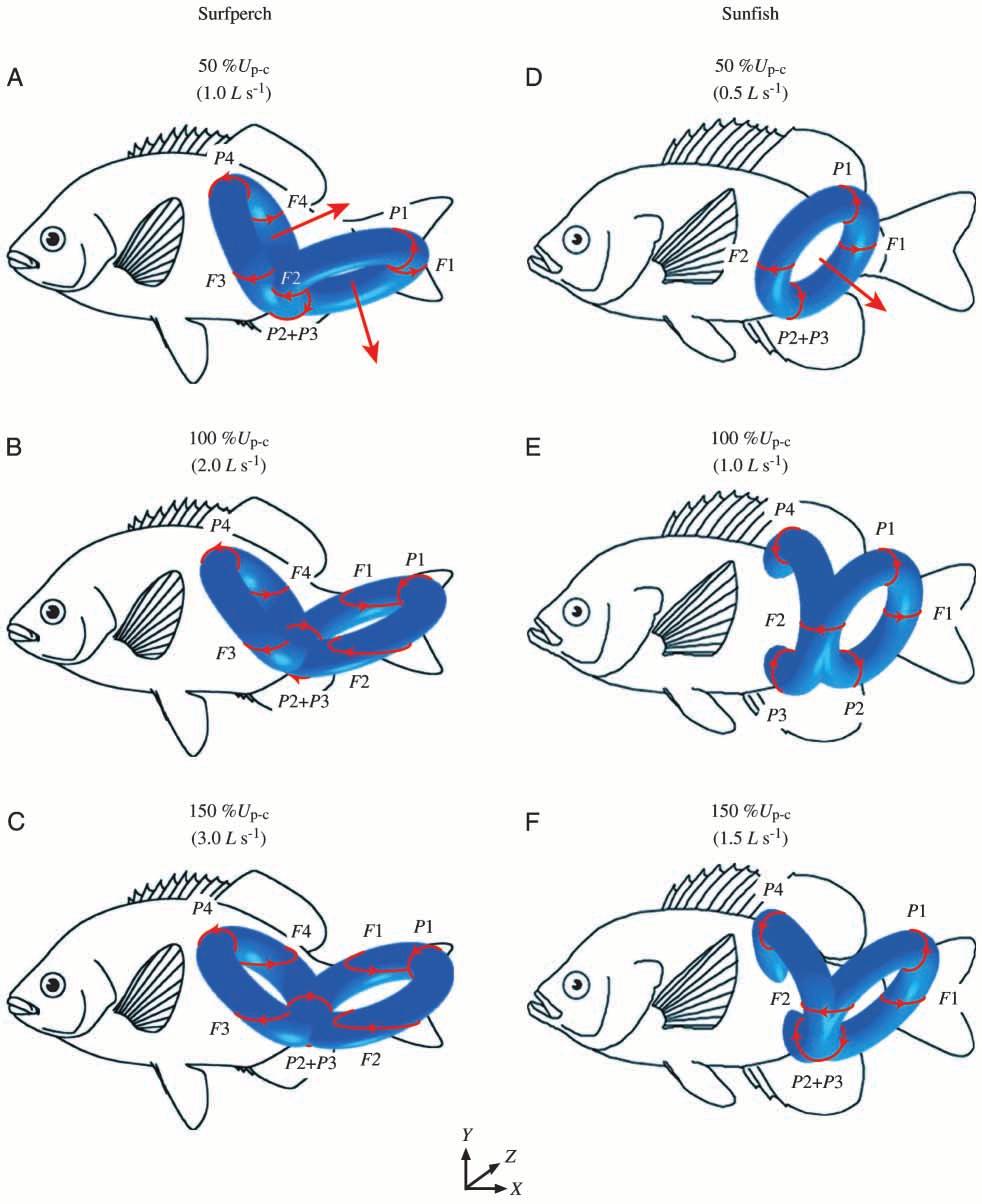 Wake structure and force in slow and fast fishes 2387 Fig. 5.