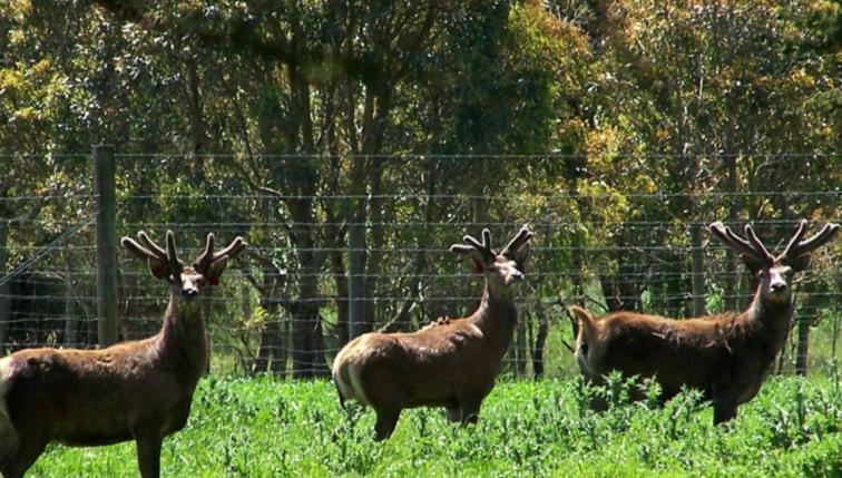 Red Deer Red deer are more commonly farmed in Australia than other species because they are a versatile dual-income animal
