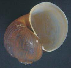 Notes on the distribution of invasive freshwater snail... - Ristiyanti M. Marwoto et al. Pomacea insularum (D'Orbiny, 1839) Shell (Figs.3) globose, somewhat thick compared to P. canaliculata.