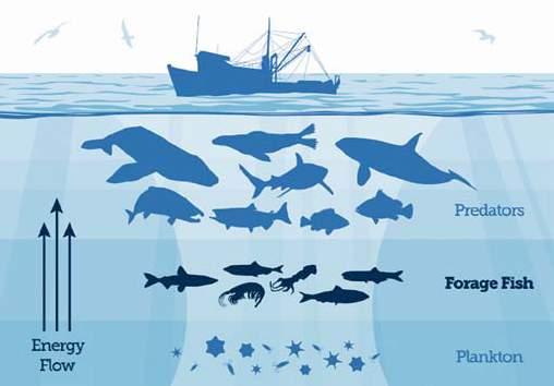 Little Fish in Big Trouble, Researchers Say By Jill Zima Borski Global demand is surging for forage fish which are used to make pet food, cosmetics, nutritional supplements, fertilizer and feed for