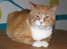 A handsome red & white 3 year old who likes attention and loves being petted. He enjoys treats and catnip, and is very fond of soft cozy beds. Buddy is a quiet cat that doesn t meow much.