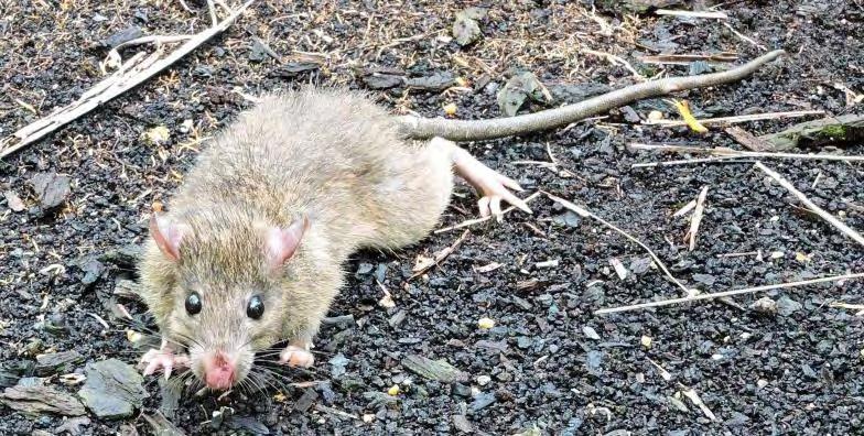 RAT MANAGEMENT IN OIL PALM AND A NEW SERIOUS RODENT PEST -