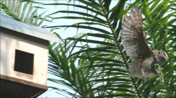 Biological control using barn owls Jude