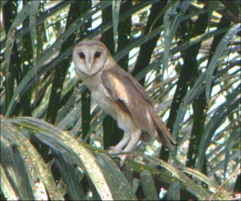 Biological control using barn owls To date, mixed results are reported: 1. some estates have good colonization and breeding of barn owls which result in effective rat control; 2.