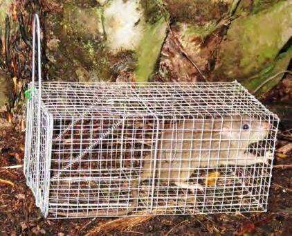 TOPICS RAT MANAGEMENT IN OIL PALM Rodent pests Rat species pests Damage and crop losses Management approaches SWAMP GIANT RAT, SUNDAMYS MUELLERI