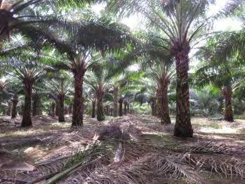 Bangka, Indonesia - 2015 Total areas = 7000 hectares.