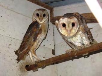 BIOCONTROL using barn owl, Tyto alba Captive breeding and