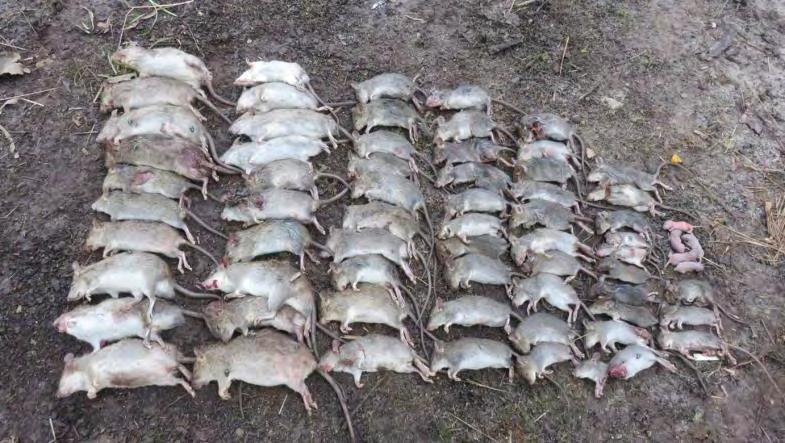 LARGE NUMBER OF RATS RECOVERED FROM 50 PALMS