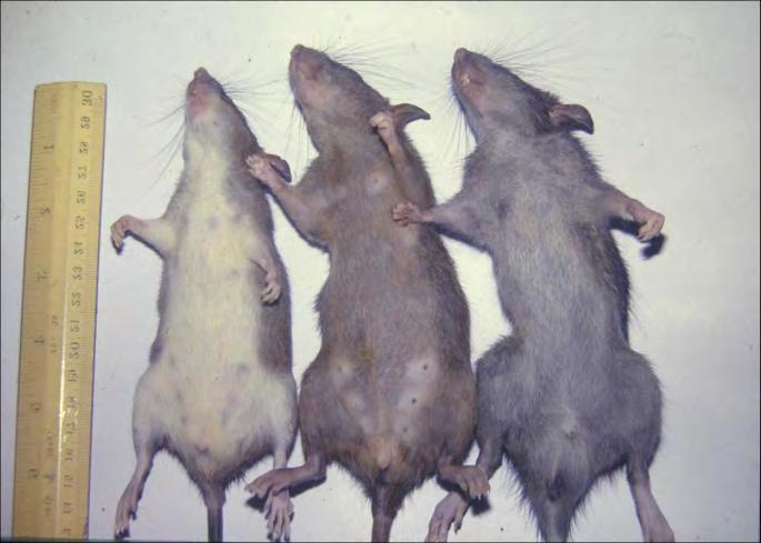Rat species and reports Rattus tiomanicus 55 to150g (2+3) 1960s Rattus