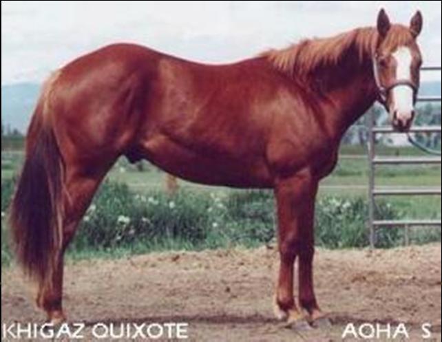 SORREL Body color reddish or copper-red; mane and tail usually same color as