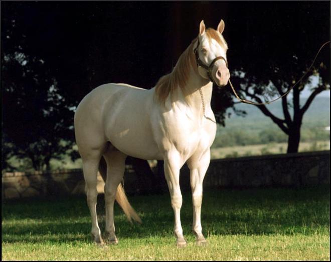 PERLINO Invest In Rodeo Light (or pink) skin over the body, white or cream-colored hair and blue eyes. Mane, tail and lower legs slightly darker than body color.