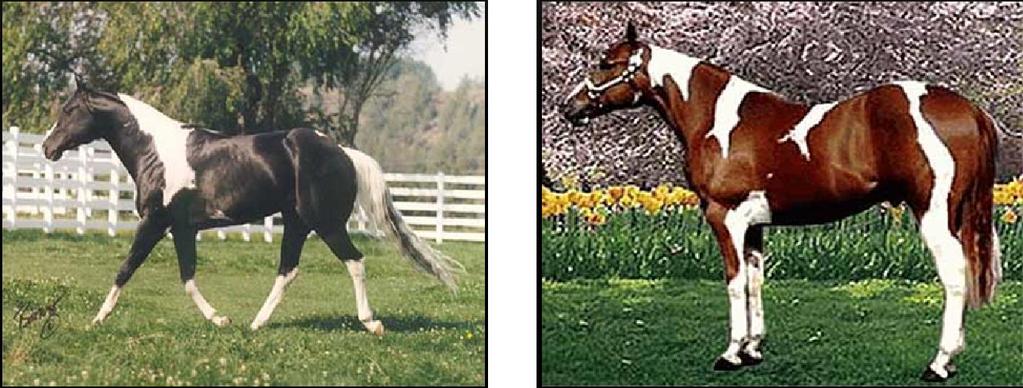 TOBIANO White markings usually cross the back between the withers and tail 29 OVERO