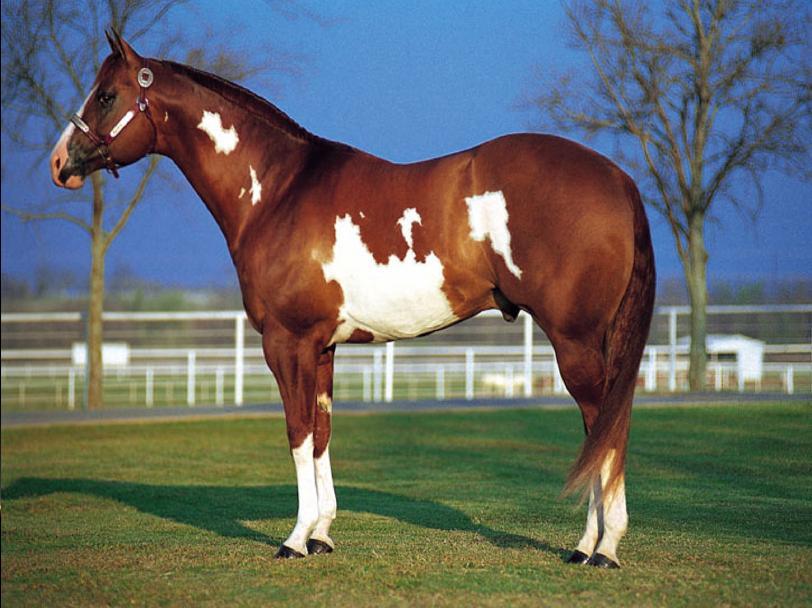 OVERO White markings usually do not cross the back between the withers and tail Frame