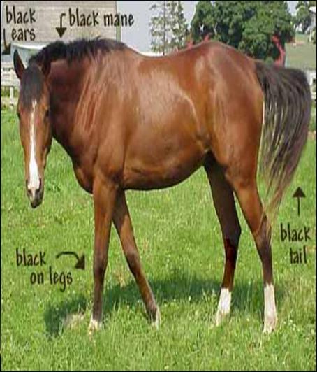 BAY HORSES Bay horses run from light reddish or tan shades to dark brown and mahogany/auburn shades.