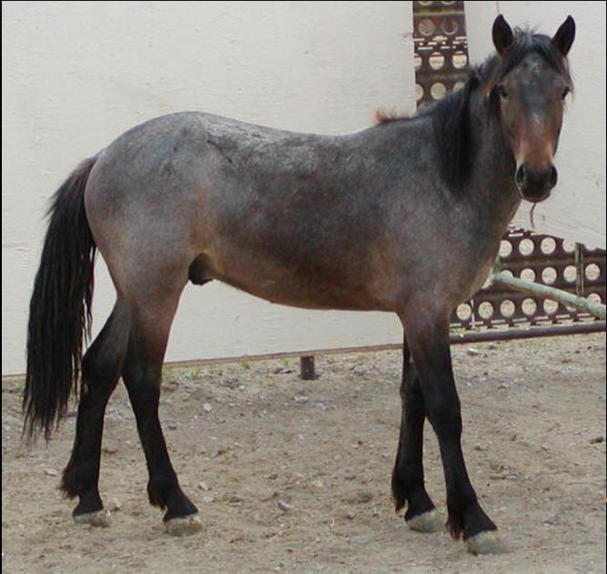 BAY ROAN More or less uniform mixture of white with red hairs on a large