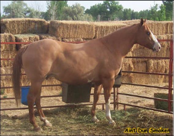 RED DUN A form of dun with body color yellowish or flesh colored, mane and tail are red or reddish, flaxen,