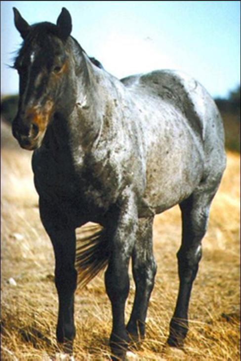 BLUE ROAN Rowdy Blue Man More or less uniform mixture of white with black hairs over a