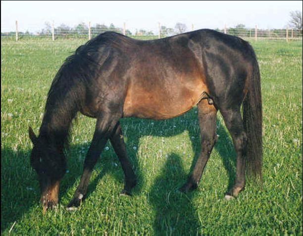 hairs in mixture Blue Roan is a black horse with the roan gene 9 BROWN Body color brown