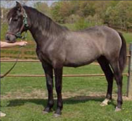 Rose gray horses often have points that are darker than their body color, including mane and tail.
