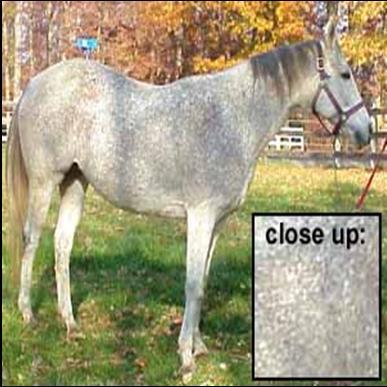 FLEABITTEN GRAY A fleabitten gray is a horse with a light gray body, but with little speckles of black and/or brown.