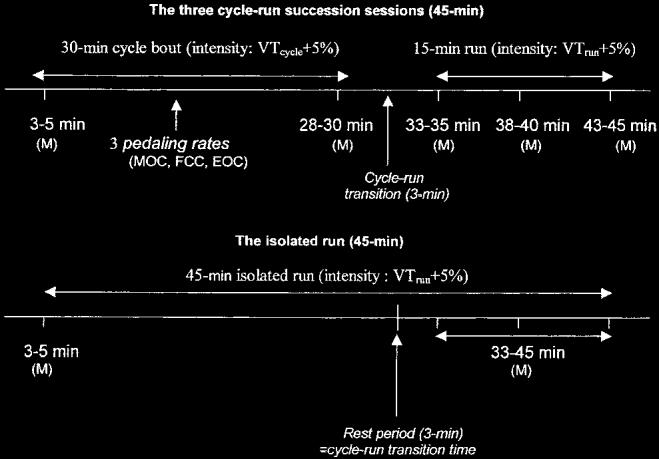 FIGURE 1 Graphic representation of the experimental protocol; M, measurement intervals. treadmill at a running speed corresponding to VT run + 5% (15.7 ± 0.7 km h -1 and 73.6 ± 3.