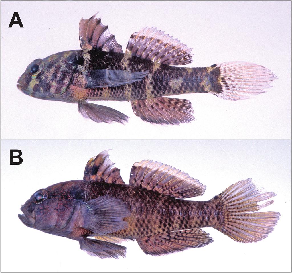 Dotsugobius, a New Gobiid Genus with 7 irregular, broad blackish brown bands, broader than beige interspaces; ﬁrst band below midbase of ﬁrst dorsal ﬁn, and fused dorsally to next (second) band;