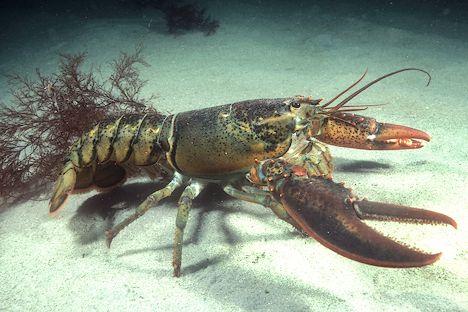 Dangerous to handle. Up to 25cm. Uncommon. Figure 15. Man0s Shrimp Squilla empusa Lobster.