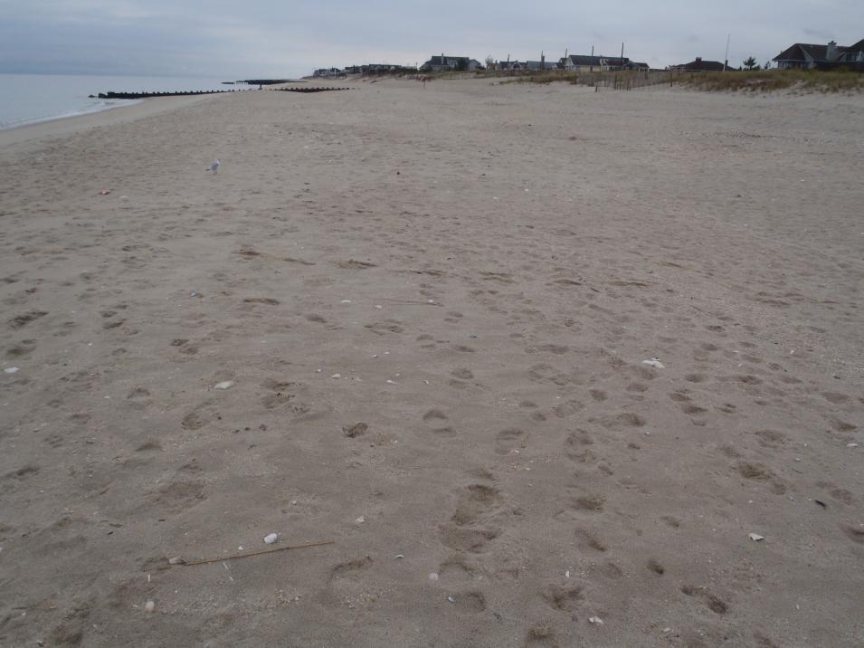 This cyclic nature of the groin offsets is most common in the Northern Ocean County coast because there is a near equal incidence of littoral sand transport in either direction.
