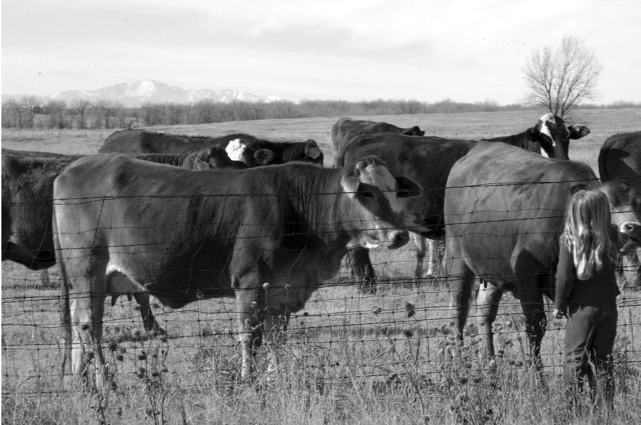 The Lasater Ranch Selection Program: A Summary How the Six Essentials are used in the selection of Lasater Beefmaster Genetics.