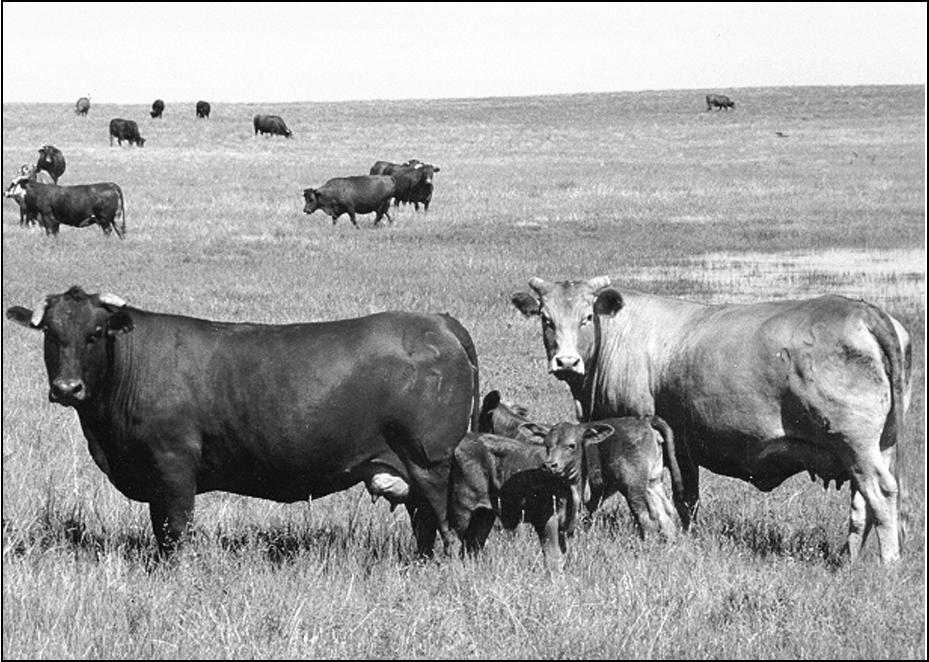 cattle. Removing any one of the Six Essentials results in the animal's productive value being greatly diminished.