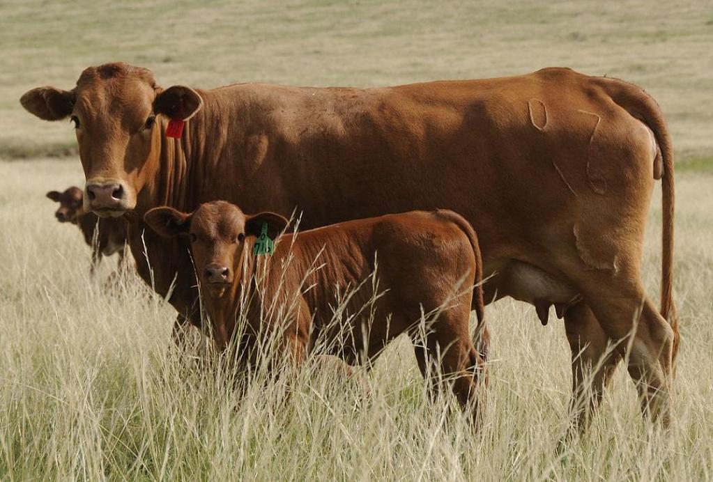 Lasater Beefmasters: Bulls Bred For the Commercial Operation 2014 Sale Highlights: - Selling Lasater 9602 - who left 26 branded male progeny in 13 - Selling many sons of lasater 9000 - one of our