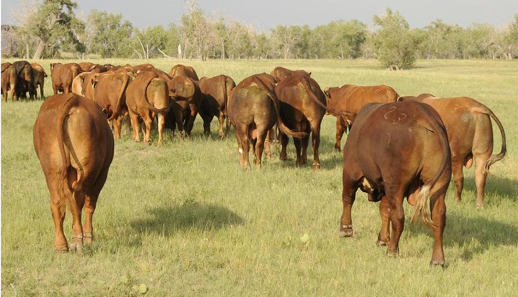 - Selling two year old bulls and selling 16 month old bulls - Our current embryo cows will be on display - Bred and Open cows available Private treaty. Call Now for availablilty and pricing.