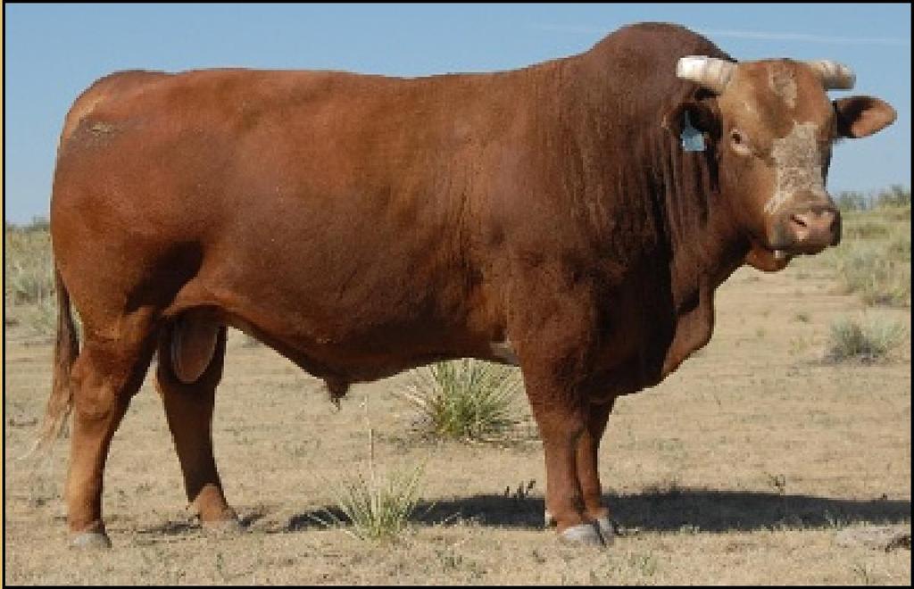 Lasater Beefmaster 7261 Lasater 7261 has the distinction of being the sire of 5 of our 2012 keep bulls. He is extremely correct and thick. An effcient machine.