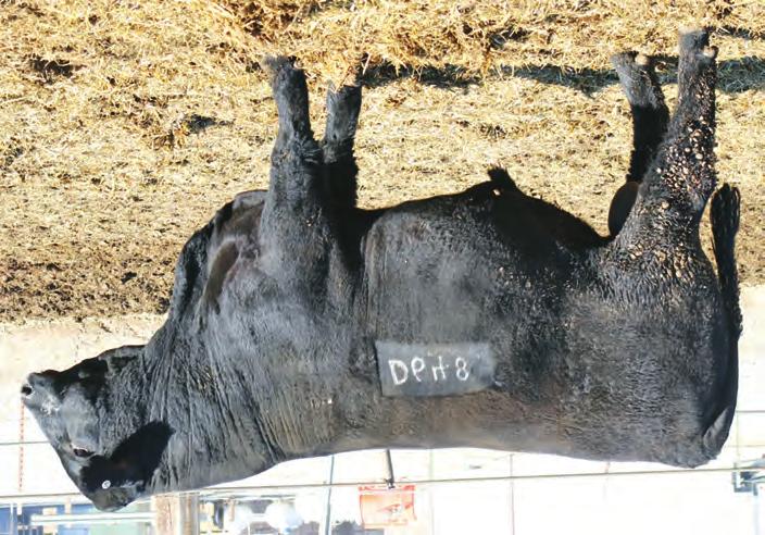 FALL SALERS BULLS SONS OF KEYS BONFIRE 97B Lot 67 Ward Chisum C535 Maternal brother to Lot 67 & top selling bull in our 2017 sale 65 Ward Dakota D640 8/3/16 ASA: P721689 Tat.: D640 Black Polled 56.