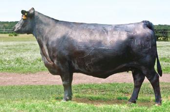Destiny Lady Family IDEAL 7415 OF 1418 4465 - $60,000 donor dam of Lot 9. DESTINYS IDEAL LADY 7415 9W8 9 Birth Date: 11-1-2009 Cow +16698327 Tattoo: 9W8 Owned by Destiny Angus Farm, Columbia, TN.