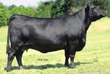 Gambles Angus Choose A Donor To Flush GAMBLES LADY 3016 - Lot 13A GAMBLES LADY 3016 13A Birth Date: 3-2-2006 Cow +15426421 Tattoo: 3016 Owned by Gambles Angus, Clinton,TN.