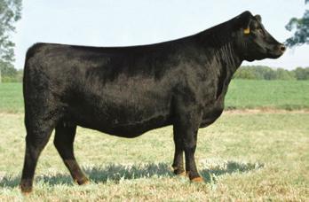 Suzi Q Blackcap Family SQ BLACKCAP OF 445 128T - She sells as Lot 25. SQ BLACKCAP OF 445 128T 25 Birth Date: 11-27-2008 Cow 16261920 Tattoo: 128T Owned by Suzi Q Cattle Co, Center, TX.
