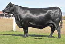 Westwind Angus Lucy Family BASIN LUCY 178E - The $410,000 greatgrandam of Lots 26A and 26B. BASIN LUCY N728 - The $220,000 featured full sister to the grandam of Lots 26A and 26B.