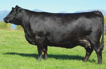 Dam of Coleman Regis 904 COLEMAN DONNA 714 - She sells as Lot 1. COLEMAN DONNA 714 1 Birth Date: 1-24-2007 Cow +15706882 Tattoo: 714 Owned by Coleman Angus, Charlo, MT.