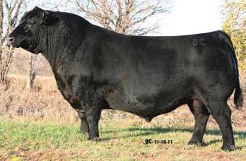 Conley Angus Farm E Belle Family BC BALANCE 516-7 - He sells as Lot 2. BC BALANCE 516-7 2 Birth Date: 2-25-2007 Bull 15751698 Tattoo: 5167 Owned by Conley Angus Farm, Clarksdale, MO.