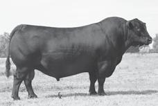 3 Sire is very popular Angus AI sire at Accelerated Genetics and excels in $ Beef Donor dam has 92 BW ratio, 99 WW ratio on 8 natural calves Awesome EPD strength across the board 106 ratio on gain