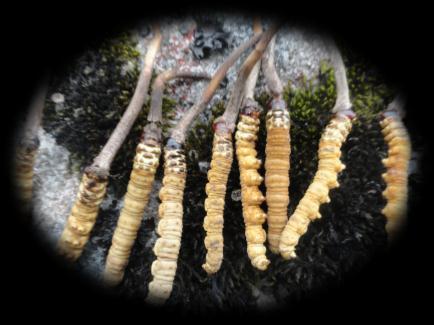 Assessing impact of Cordyceps collection on Snow Leopards and its habitat The survey was conducted by undertaking interviews with cordyceps collectors who came to sensitization program.