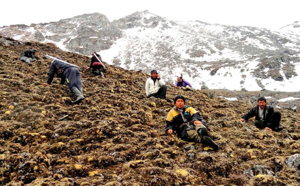 Cordyceps (Ophiocordycep sinensis) As hundreds of people move into snow leopards habitat areas each season during collection time leading to littering of an area whereby causing threat to