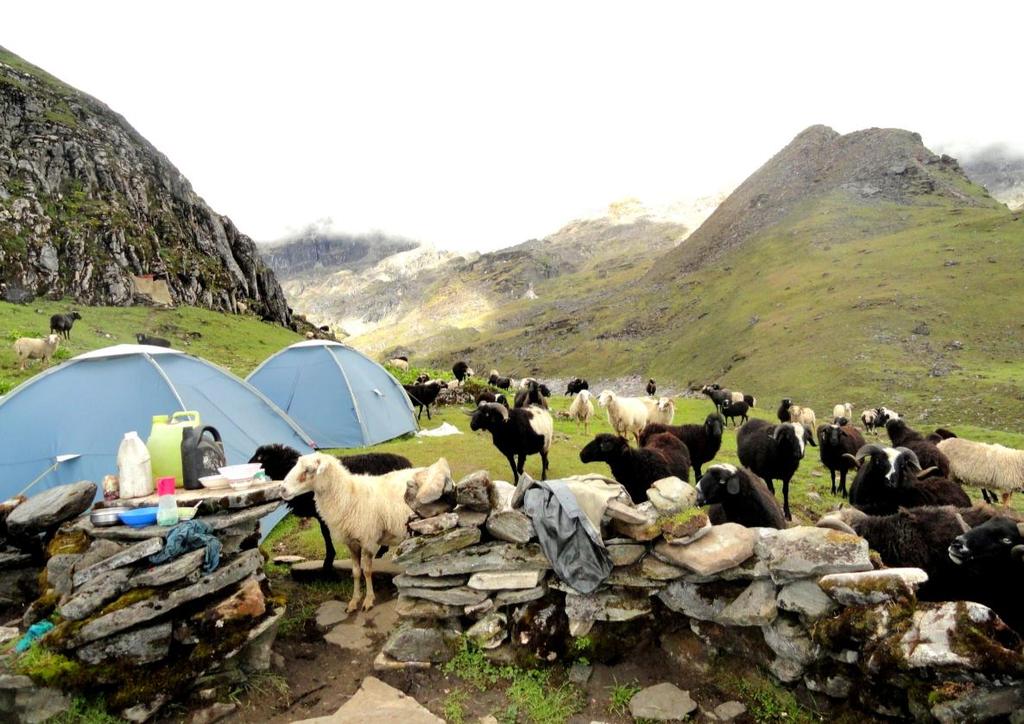 Yaks and Sheep foraging in Central