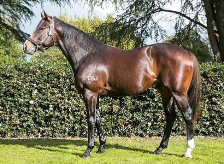 Group winning and Stakes success in FASTNET ROCK x HENNESSEY mares.
