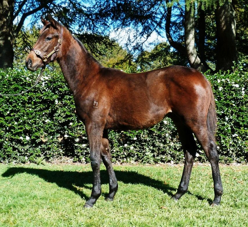 Quality Mare - Matumi - JOHANNESBURG - Only Wood in foal to ATLANTE - FASTNET ROCK - ReadyforCatherine CONTACT Owner is no longer breeding or wishing to be involved in Racing and Breeding in NZ.