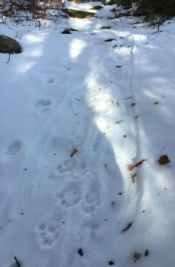 tracks in snow,