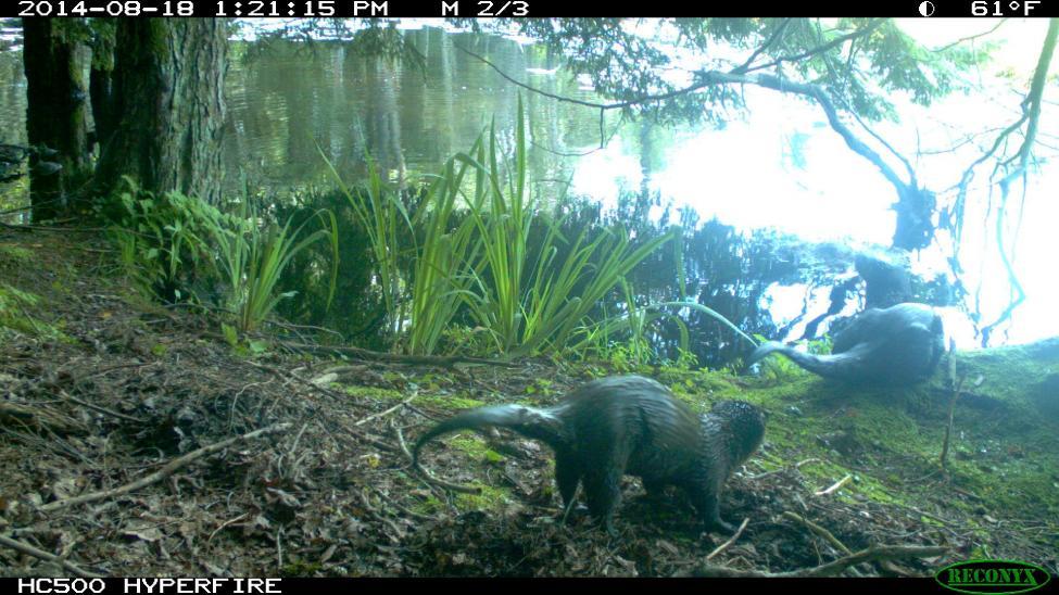 Pictures Trail camera image of otters at Dyken