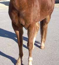 degree of muscling is largely determined by breed, with some breeds naturally being more heavily muscled (e.g., American Quarter Horse) than others (e.g., Thoroughbred).