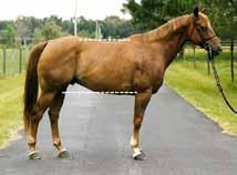 This is determined by the skeletal structure of the horse allowing for correct proportion of the horse s parts.